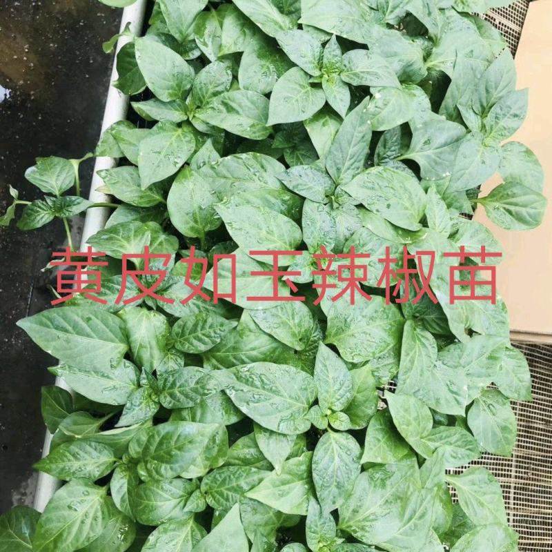 黄皮辣椒苗抗病高产果型大而直囗感好上部果也不短商品性强
