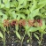 黄皮辣椒苗抗病高产果型大而直囗感好上部果也不短商品性强