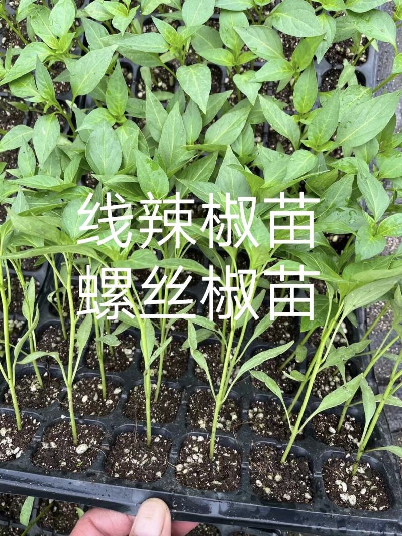 黄皮辣椒苗抗病高产果型大而直囗感好上部果也不短商品性强
