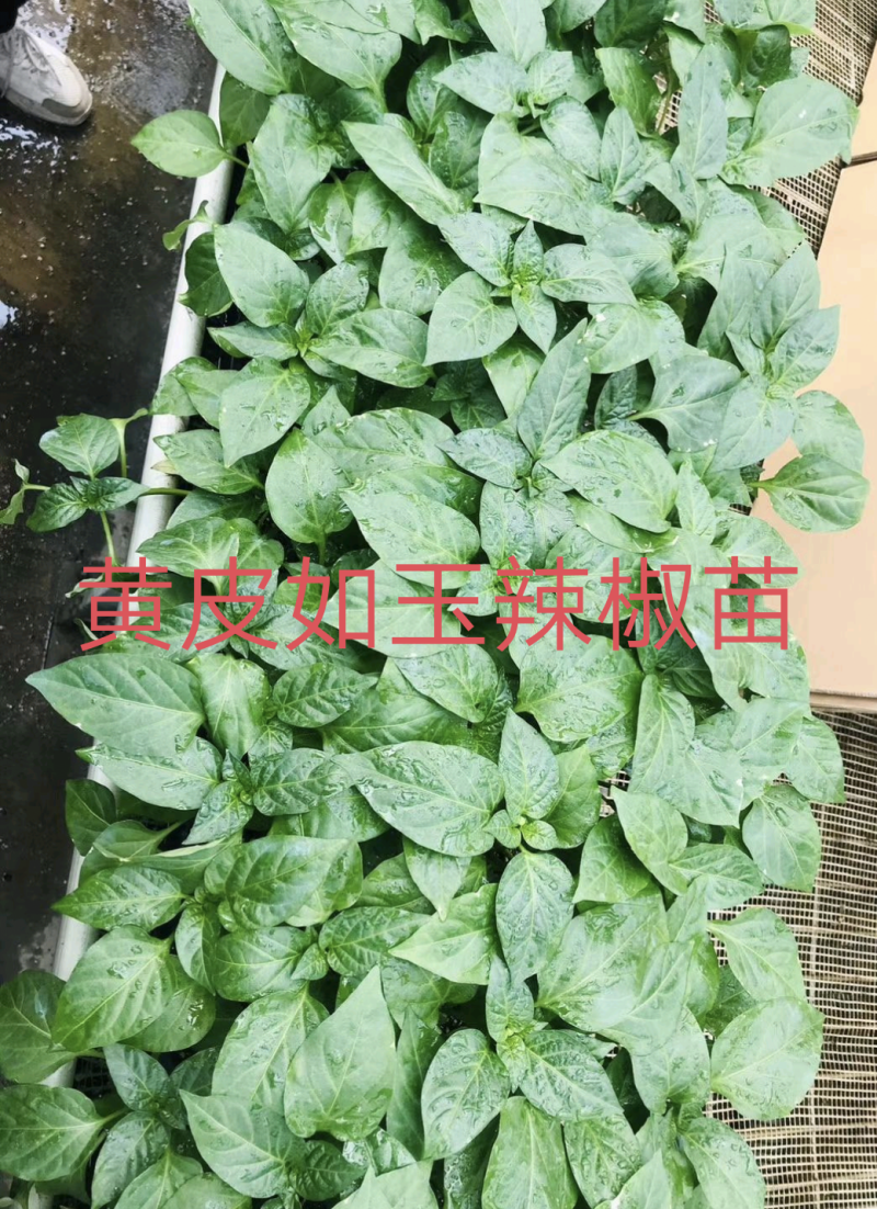 黄皮辣椒苗抗病高产果型大而直囗感好上部果也不短商品性强