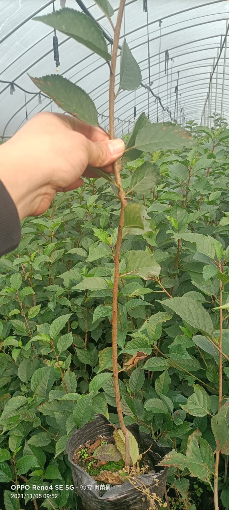 扦插吉塞拉6号12号樱桃砧木大樱桃嫁接的不二之选