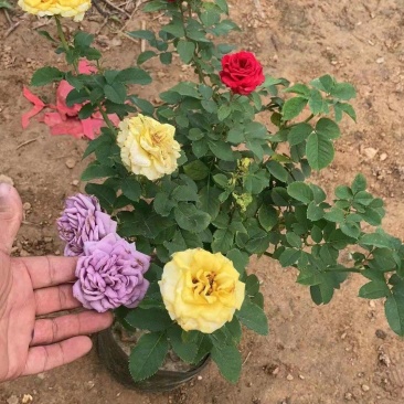 单色55三色65一棵高度90~1米左右部分地区不包邮