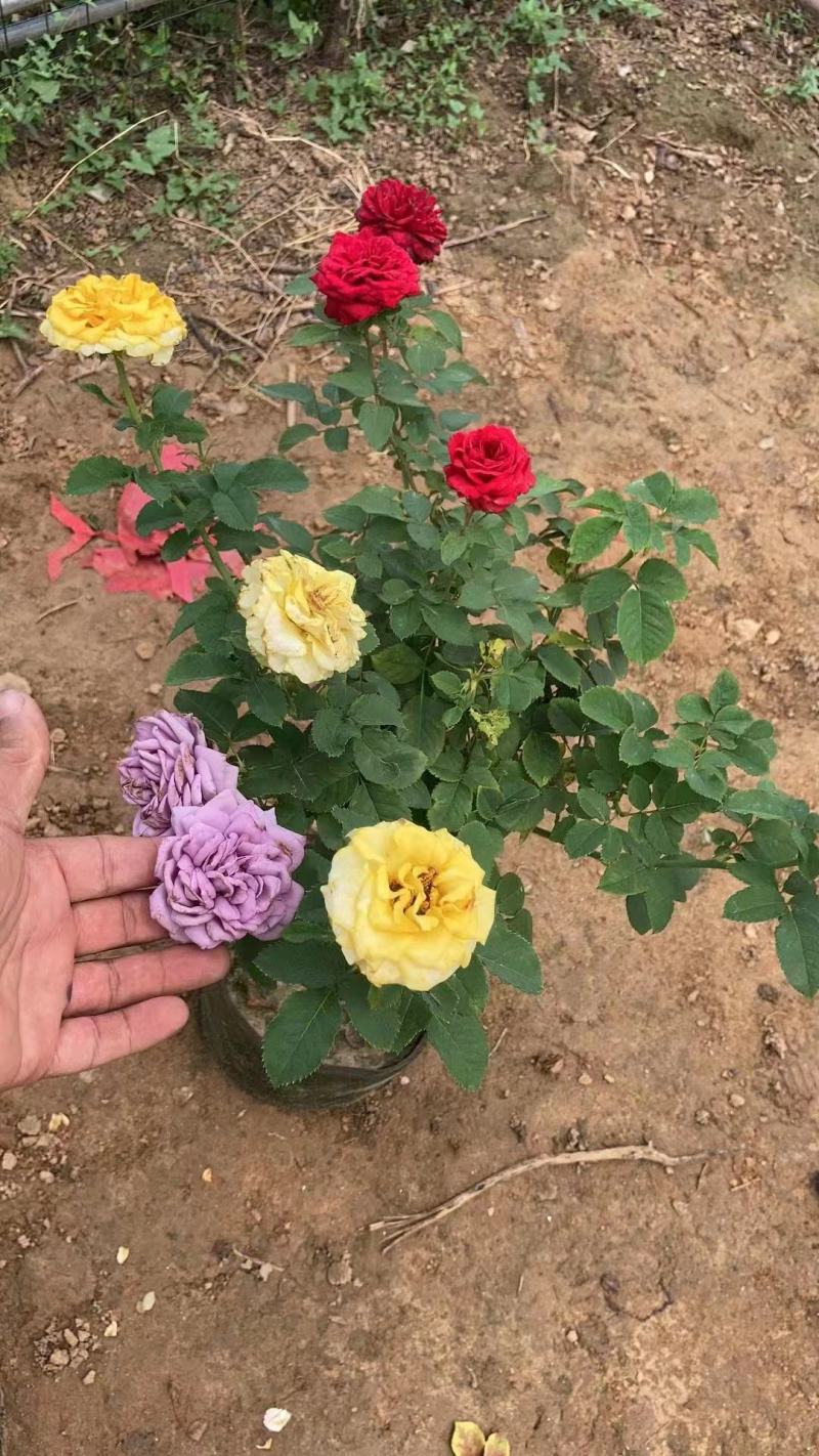 单色55三色65一棵高度90～1米左右部分地区不包邮