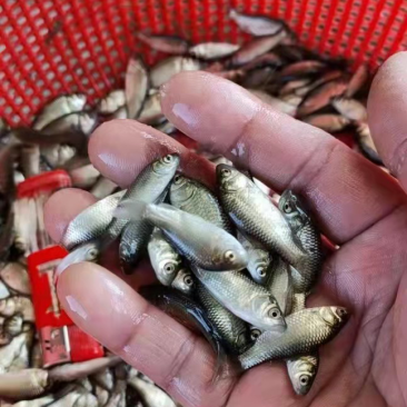 鲫鱼苗中科5号，银质，黑背白肚，快大型，抗病力强，