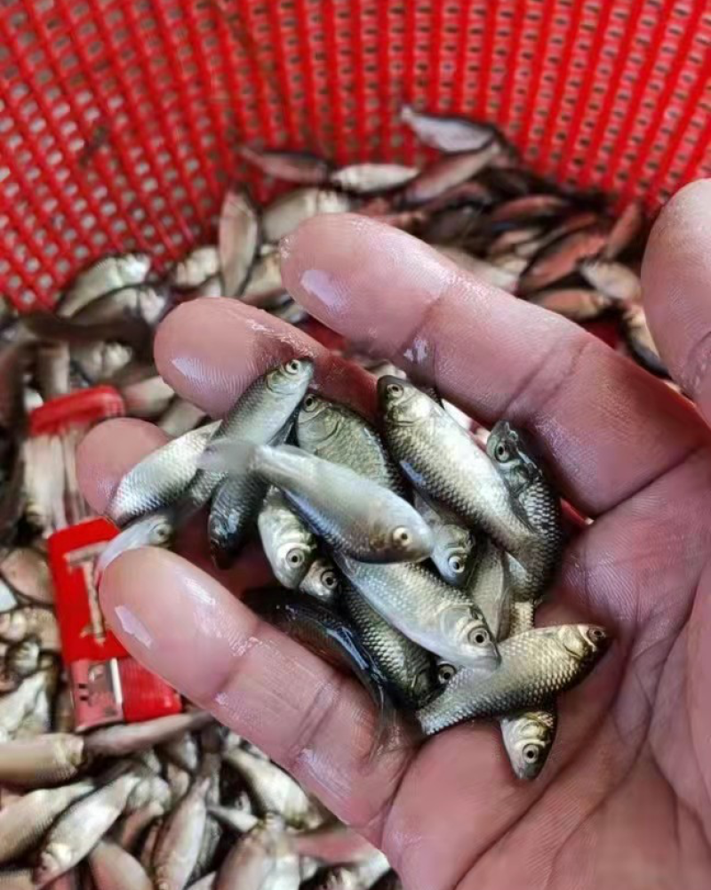 鲫鱼苗中科5号，银质，黑背白肚，快大型，抗病力强，