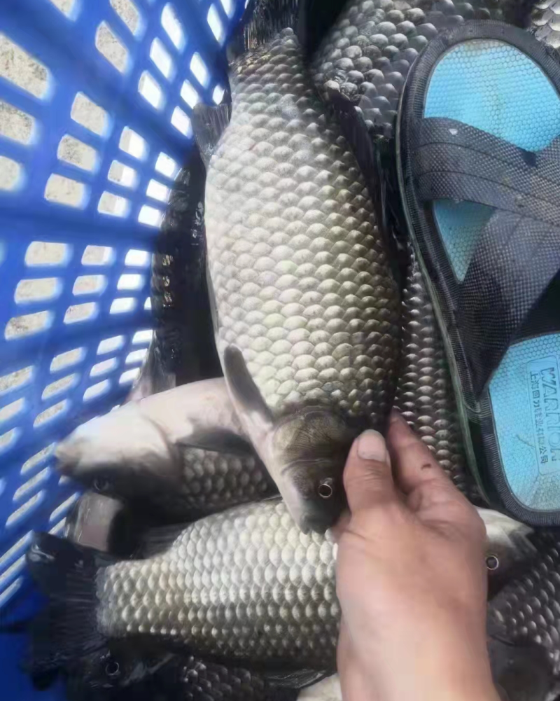 鲫鱼苗中科5号，银质，黑背白肚，快大型，抗病力强，