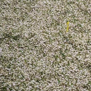 包邮2024年陕西新鲜野生洋槐花新鲜蔬菜槐花杨槐花骨朵野