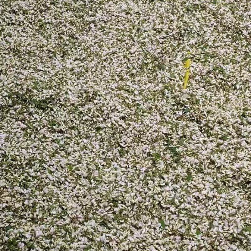 包邮2024年陕西新鲜野生洋槐花新鲜蔬菜槐花杨槐花骨朵野