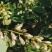 包邮2024年陕西新鲜野生洋槐花新鲜蔬菜槐花杨槐花骨朵野