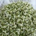 包邮2024年陕西新鲜野生洋槐花新鲜蔬菜槐花杨槐花骨朵野