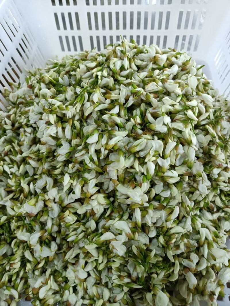 包邮2024年陕西新鲜野生洋槐花新鲜蔬菜槐花杨槐花骨朵野