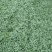 包邮2024年陕西新鲜野生洋槐花新鲜蔬菜槐花杨槐花骨朵野