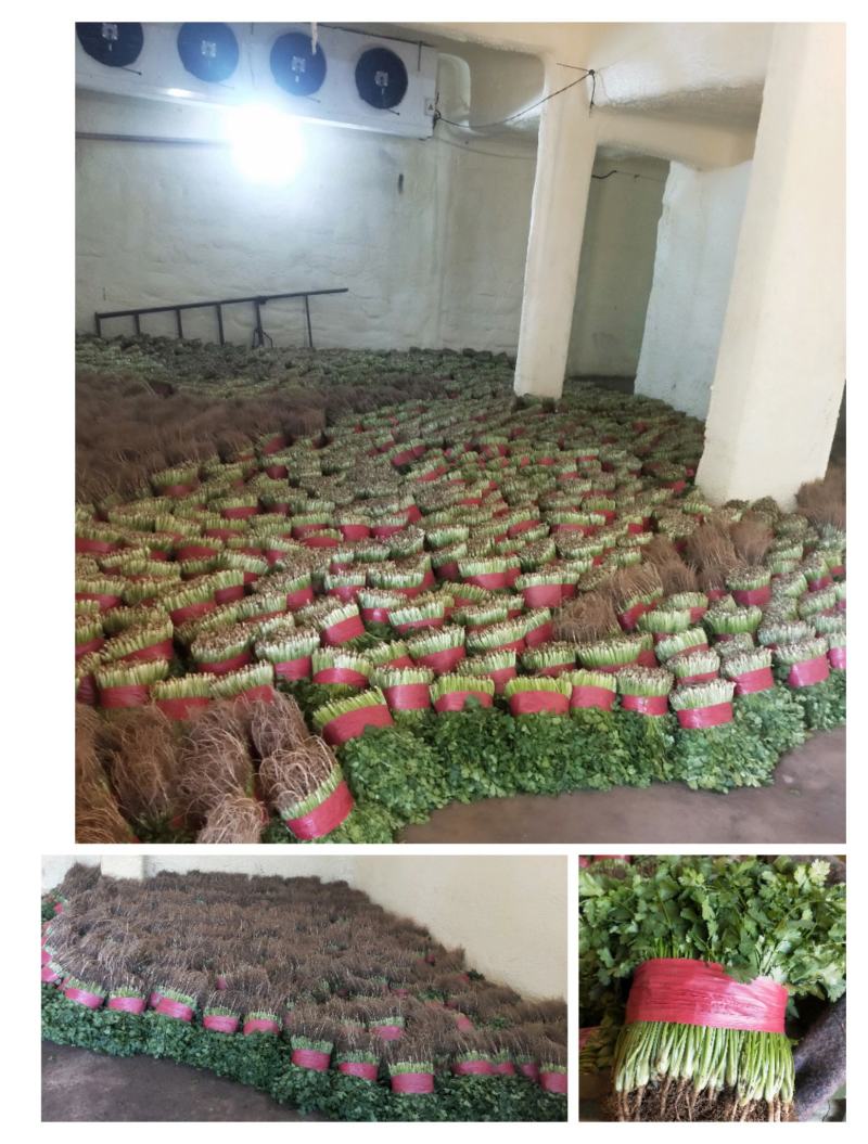精品大棚大叶香菜长期稳定供货一手货源走货省心便利