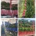 【精品】泰安精品大叶大棚香菜，正在上市中，质优价廉