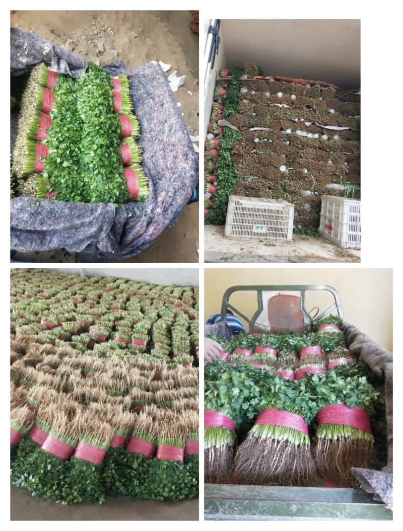 精品大叶香菜，质优价廉，一手货源，产地直发全国发货