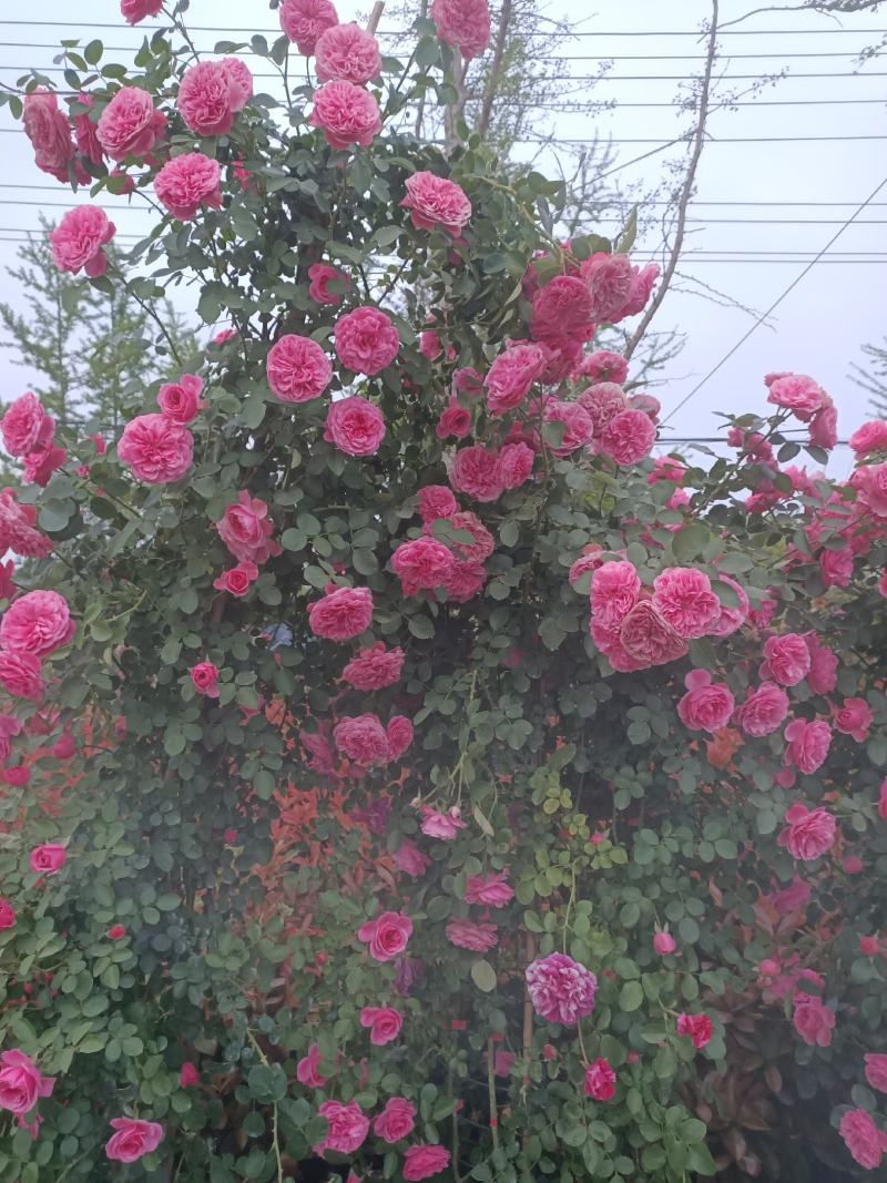 月季精品欧月藤本国月盆栽地栽工程绿化苗观花植物死苗包陪