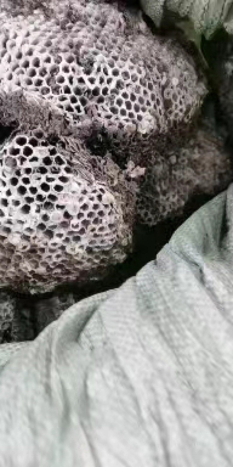 蜂房，无虫蛀过药检量大从优，质量有保证，欢迎客商电话咨询