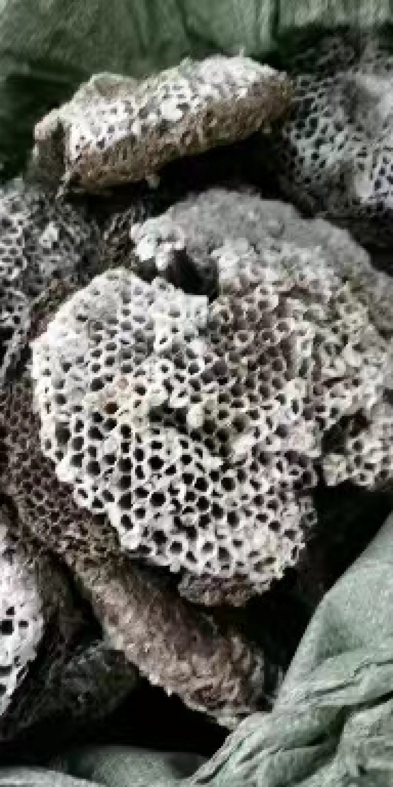 蜂房，无虫蛀过药检量大从优，质量有保证，欢迎客商电话咨询