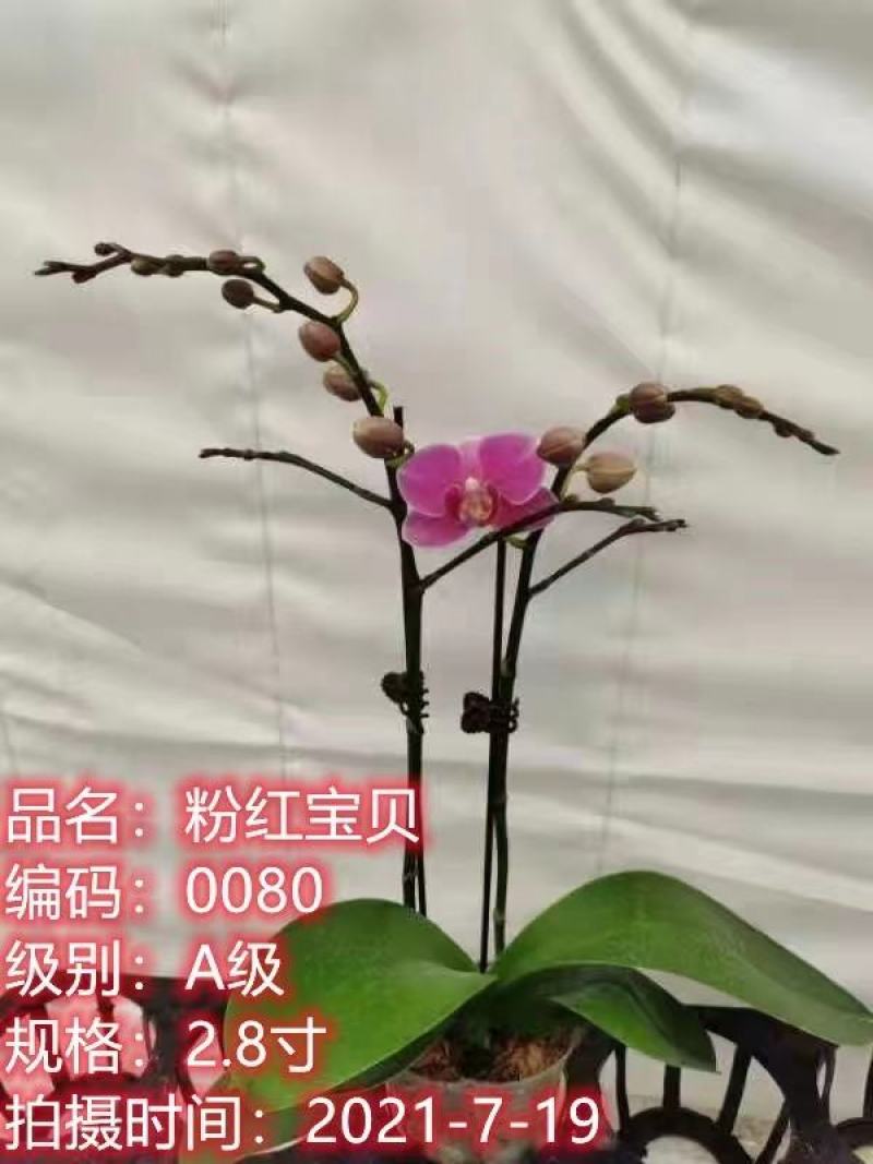 蝴蝶兰生产基地直供双梗2.8寸杯开花1～3朵A级