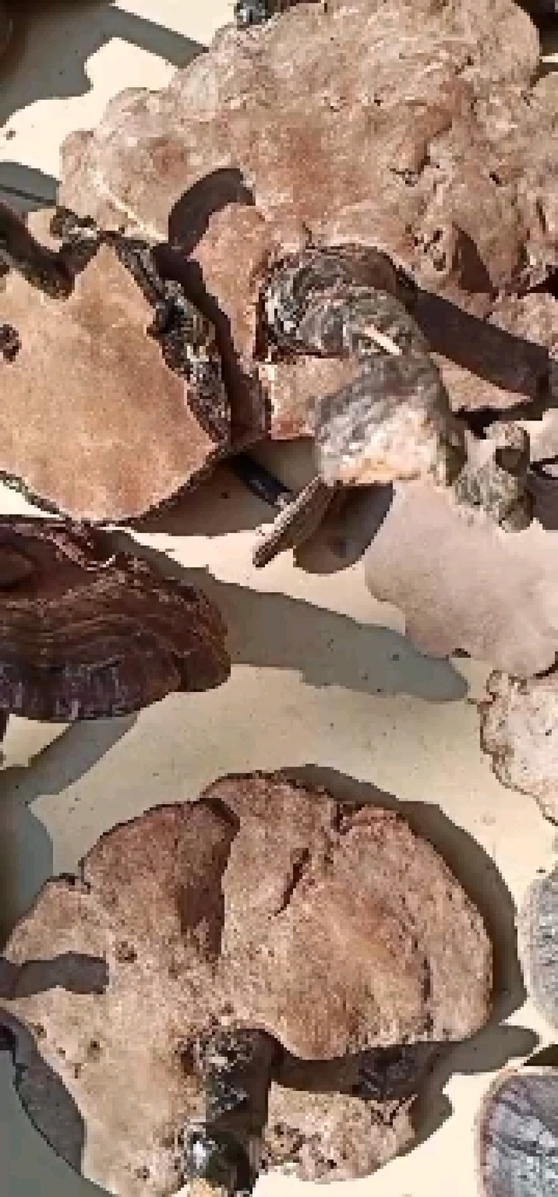 紫灵芝纯野生枫树紫灵芝（干货）煲汤，泡茶，养生，效果显著