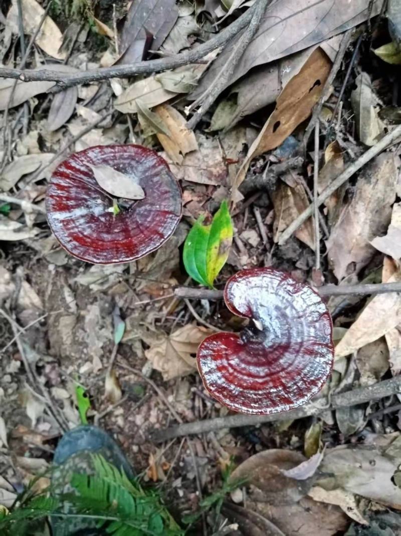 紫灵芝纯野生枫树紫灵芝（干货）煲汤，泡茶，养生，效果显著