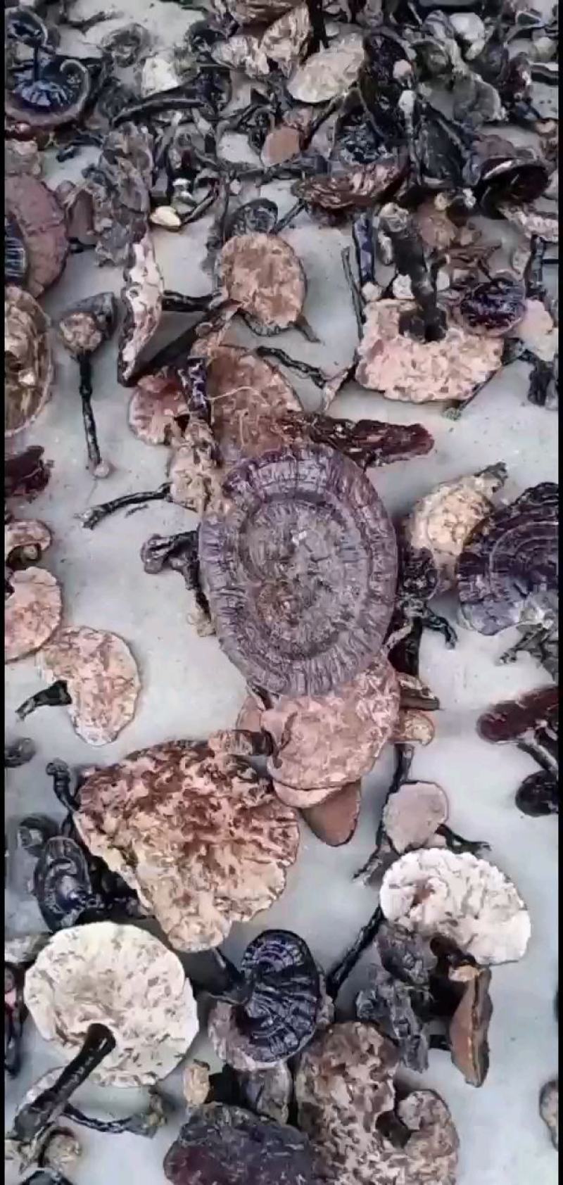 紫灵芝纯野生枫树紫灵芝（干货）煲汤，泡茶，养生，效果显著