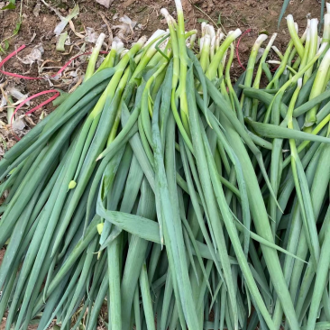 加工厂分葱，大量现货，山东菏泽牡丹区