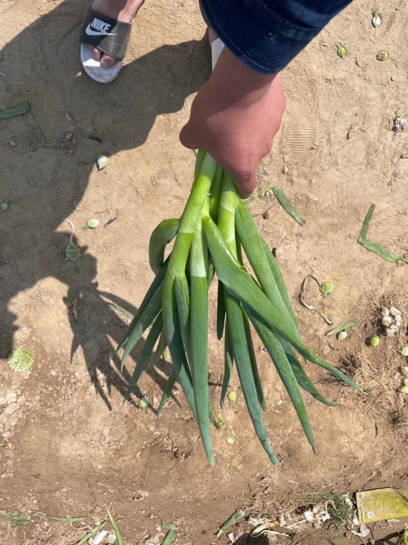 加工厂分葱，大量现货，山东菏泽牡丹区