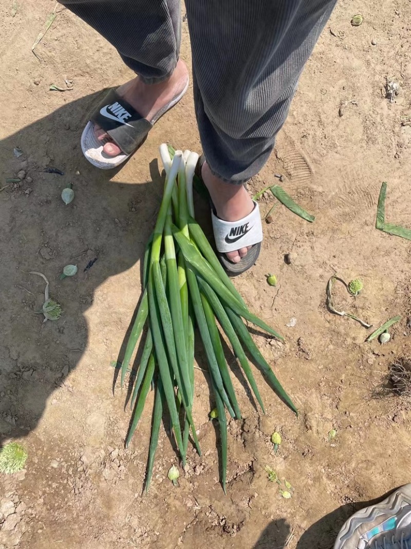 加工厂分葱，大量现货，山东菏泽牡丹区