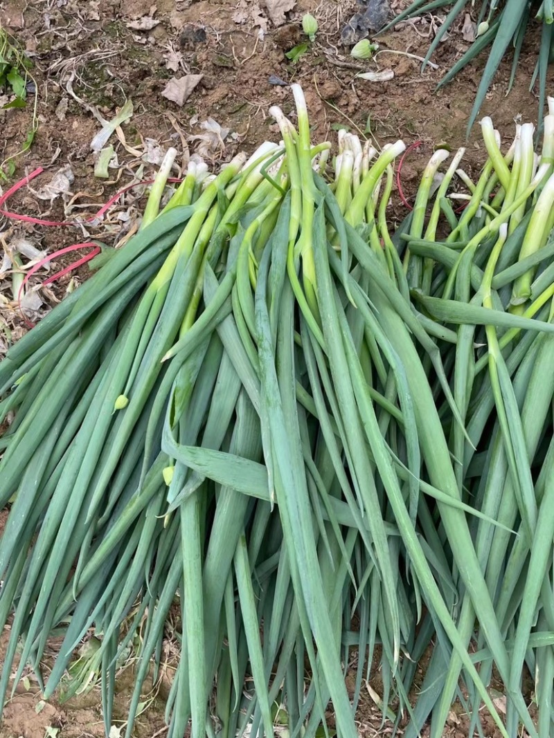 加工厂分葱，大量现货，山东菏泽牡丹区