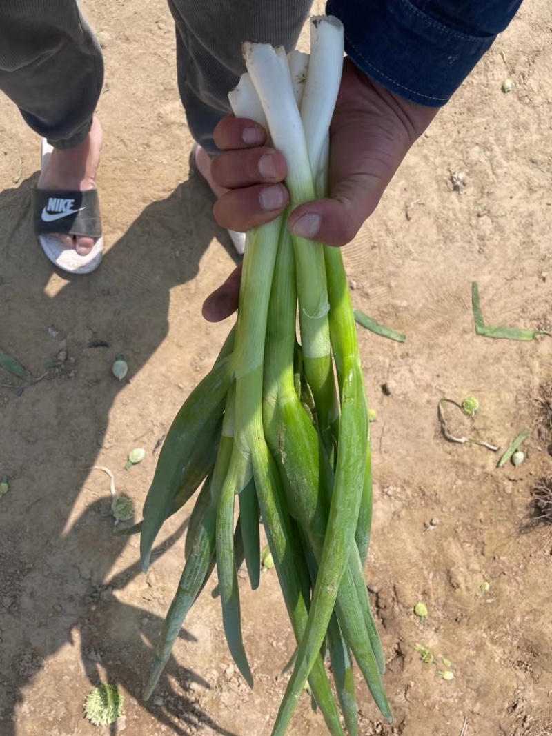 加工厂分葱，大量现货，山东菏泽牡丹区