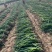 加工厂分葱，大量现货，山东菏泽牡丹区