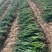 加工厂分葱，大量现货，山东菏泽牡丹区