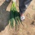加工厂分葱，大量现货，山东菏泽牡丹区