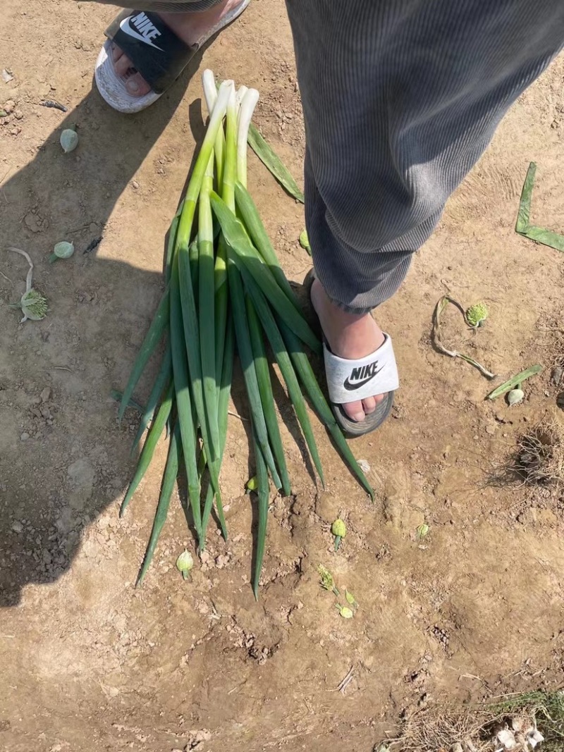 加工厂分葱，大量现货，山东菏泽牡丹区