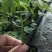 红心水果木瓜苗