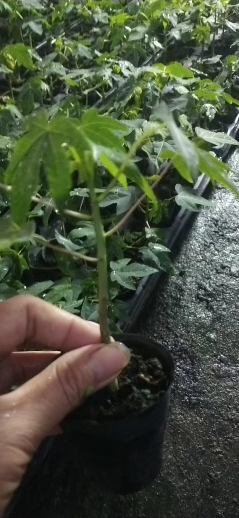 红心水果木瓜苗