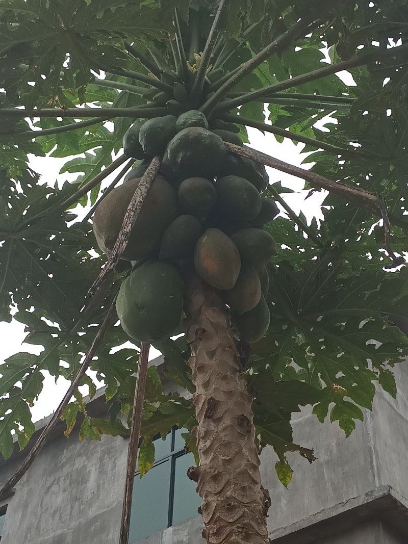 红心水果木瓜苗