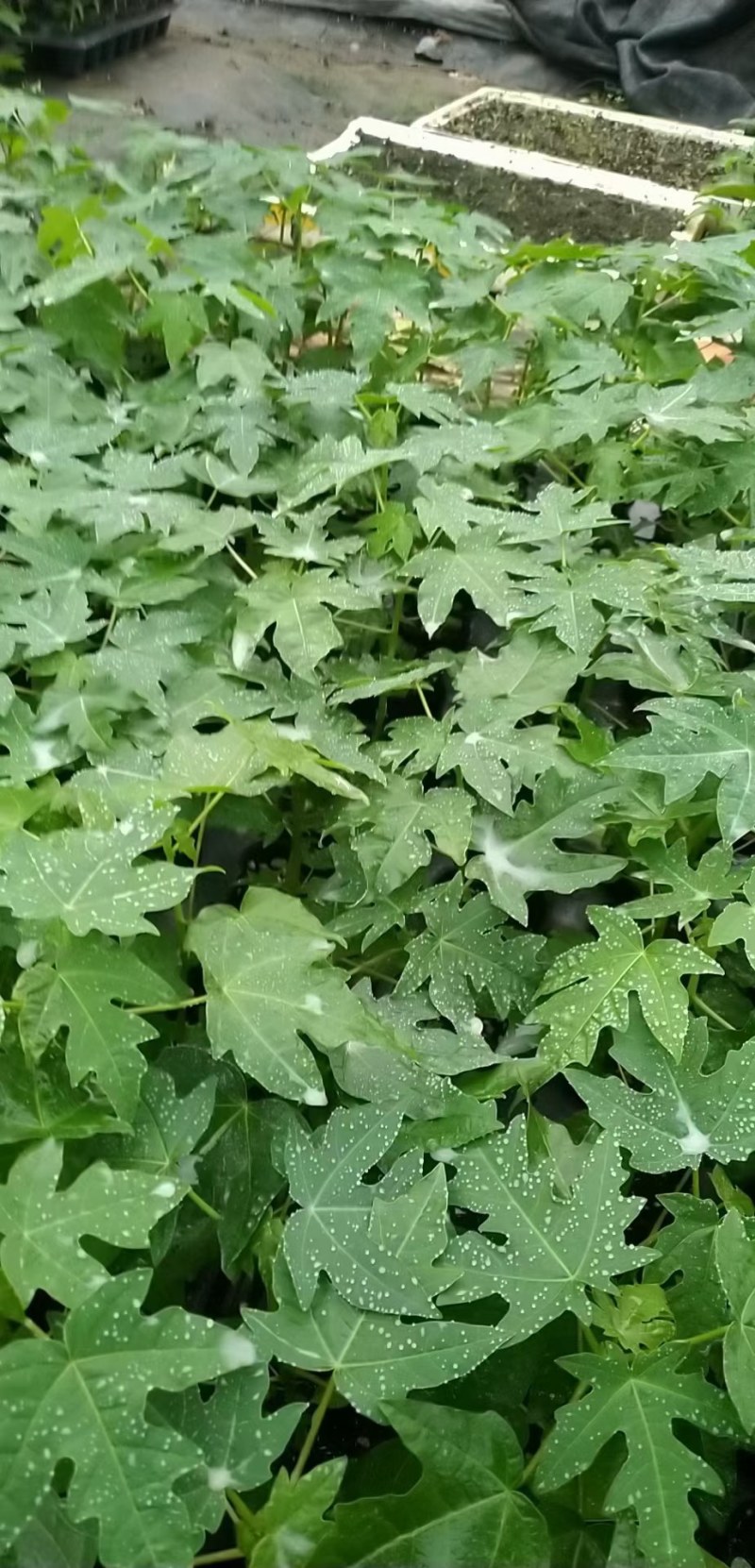 红心水果木瓜苗