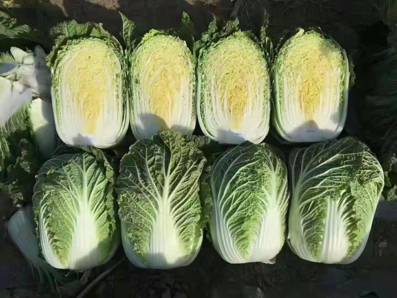 黄心大白菜，大量有货，批发正个世界，只要你需要，就