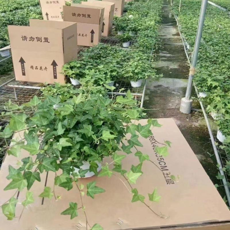 常春藤各种规格基地直销！需要的老板联系！