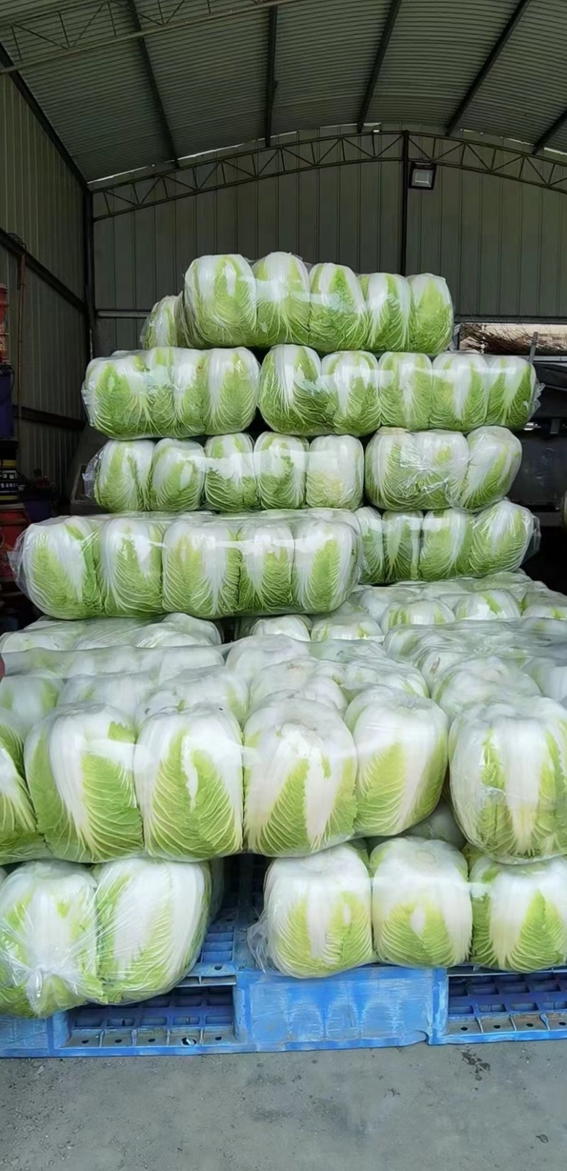 黄心大白菜，大量有货，批发正个世界，只要你需要，就