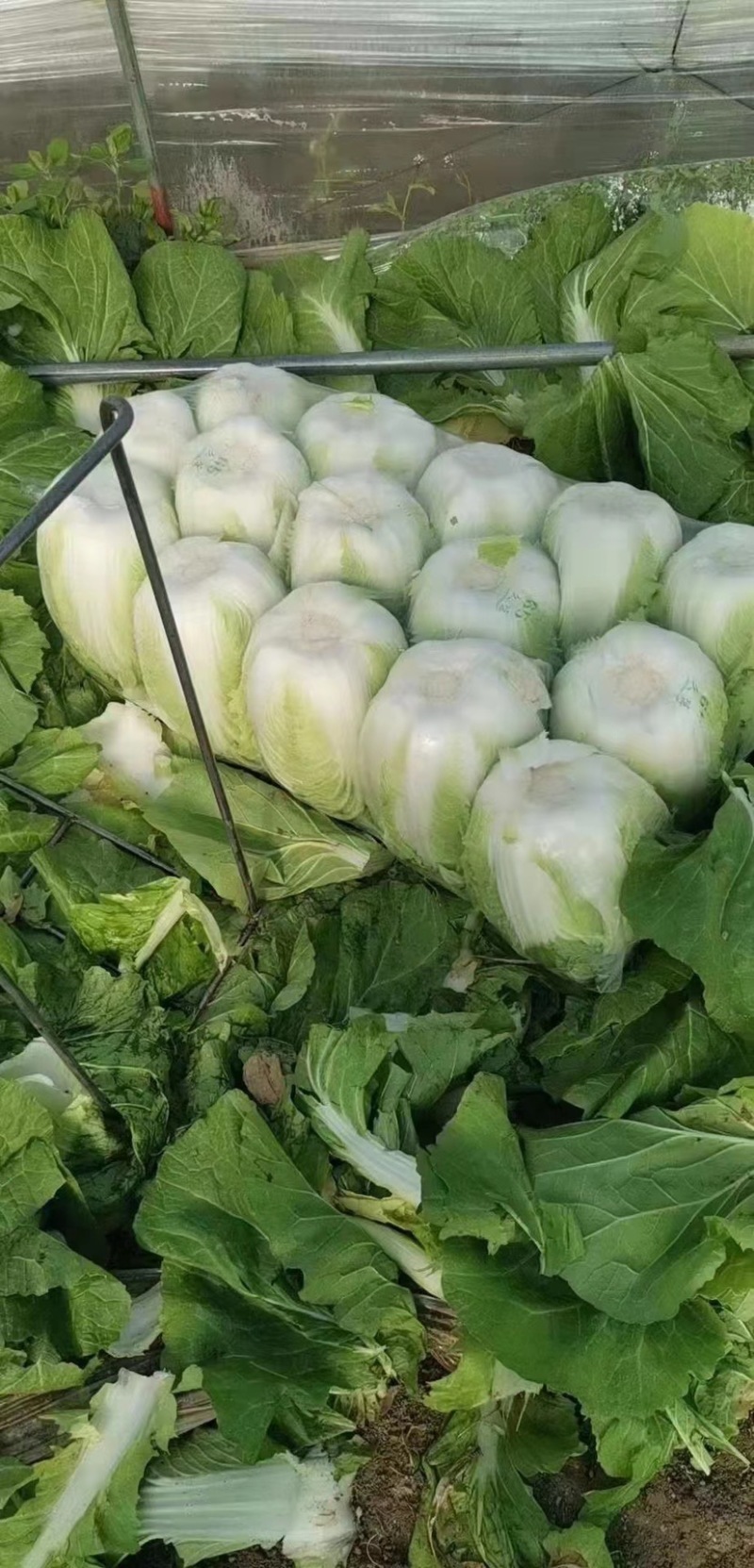 黄心大白菜，大量有货，批发正个世界，只要你需要，就