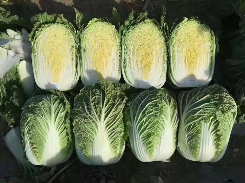 黄心大白菜，大量有货，批发正个世界，只要你需要，就