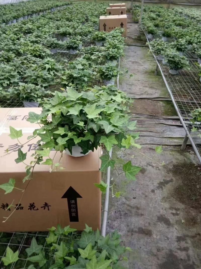 常春藤各种规格基地直销！需要的老板联系！