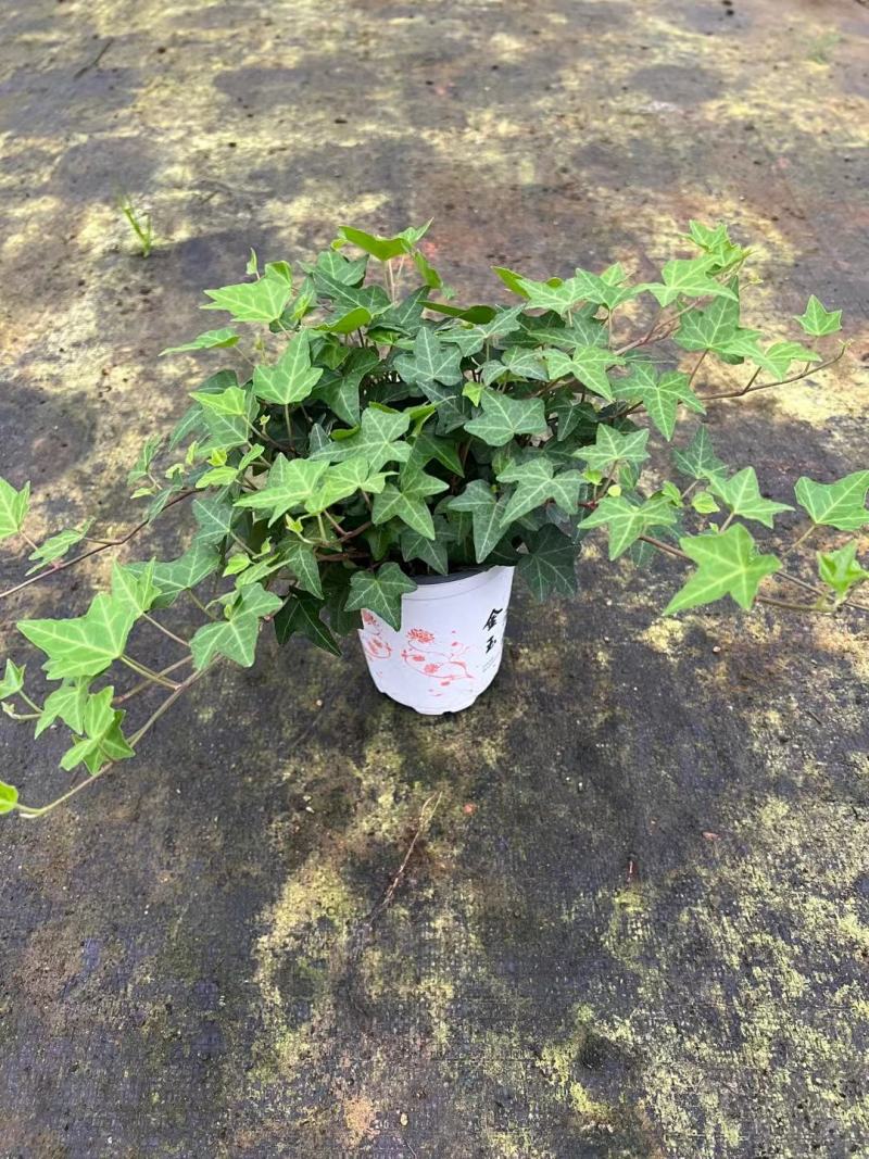 常春藤各种规格基地直销！需要的老板联系！
