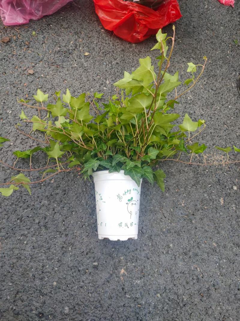 常春藤各种规格基地直销！需要的老板联系！