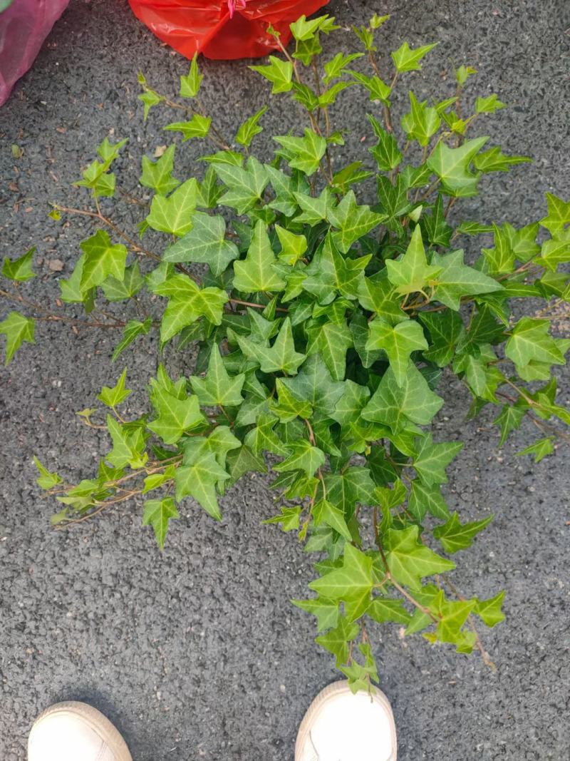 常春藤各种规格基地直销！需要的老板联系！