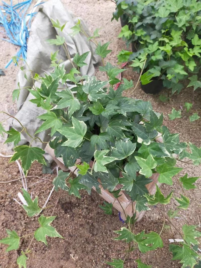 常春藤各种规格基地直销！需要的老板联系！