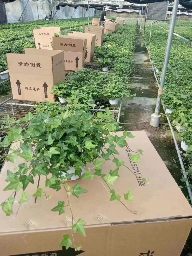 常春藤各种规格基地直销！需要的老板联系！